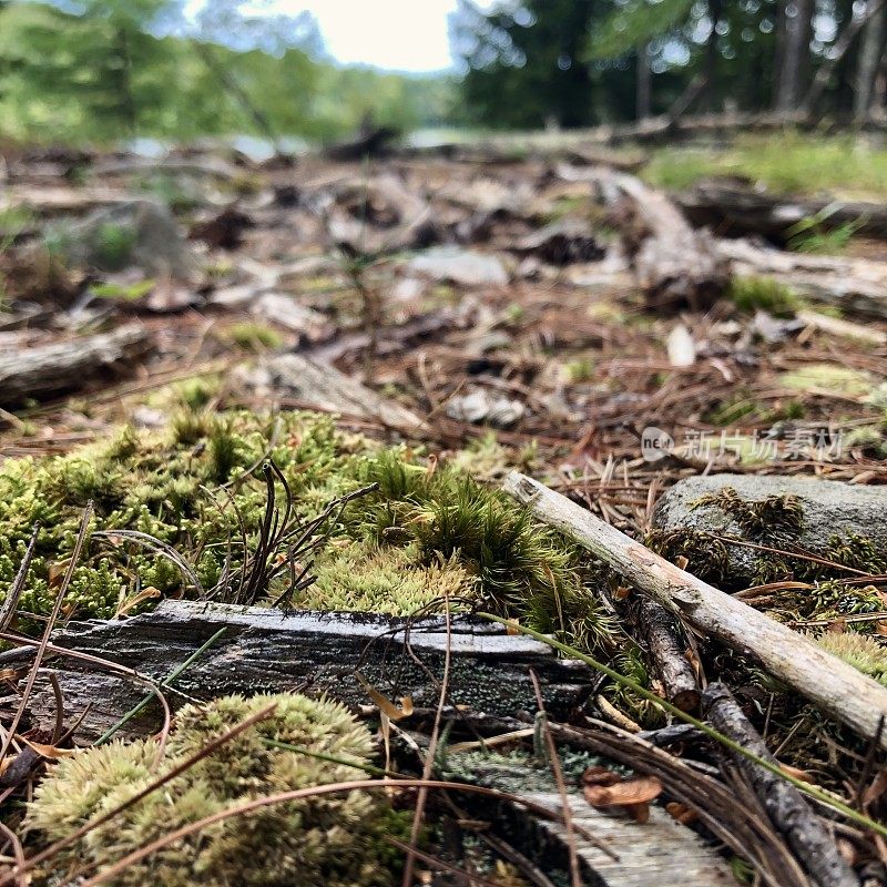 Scenes from a Forest  - Northeast USA - Ant’s Eye View